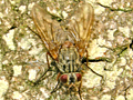 Phaonia valida